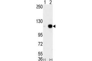 Western Blotting (WB) image for anti-Lysine (K)-Specific Demethylase 1A (KDM1A) antibody (ABIN2996581) (LSD1 antibody)