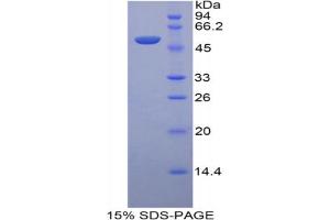 SDS-PAGE analysis of Mouse LRG1 Protein.