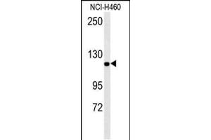 IPO7 Antikörper  (N-Term)