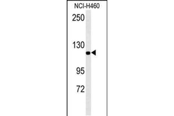 IPO7 antibody  (N-Term)