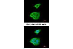 ICC/IF Image Immunofluorescence analysis of paraformaldehyde-fixed A549, using Pancreatic Lipase , antibody at 1:200 dilution. (PNLIP antibody)