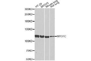 Western blot analysis of extracts of various cell lines, using MYO1C antibody (ABIN2564004) at 1:1000 dilution. (Myosin IC antibody)
