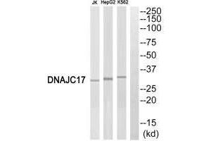 Western blot analysis of extracts from Jurkat cells, HepG2 cells and K562 cells, using DNAJC17 antibody. (DNAJC17 antibody  (N-Term))