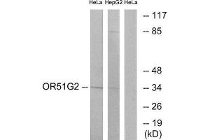 Western Blotting (WB) image for anti-Olfactory Receptor, Family 51, Subfamily G, Member 2 (OR51G2) (Internal Region) antibody (ABIN1853128)
