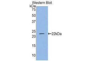 Western Blotting (WB) image for anti-Myosin Light Chain 4, Alkali, Atrial, Embryonic (MYL4) (AA 4-187) antibody (ABIN1859941) (MYL4 antibody  (AA 4-187))
