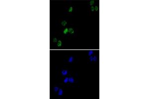 Immunofluorescence analysis of K-562 cells using GATA1 monoclonal antibody, clone 4F5  (green) . (GATA1 antibody)