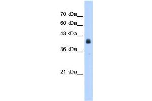 WB Suggested Anti-USAntibody Titration:  2. (USP16 antibody  (N-Term))