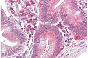 Anti-EIF2S1 antibody IHC staining of human small intestine. (EIF2S1 antibody)