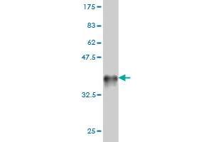 Western Blot detection against Immunogen (36. (RXFP1 antibody  (AA 68-162))