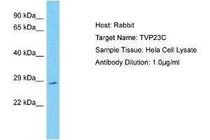 Host: Rabbit Target Name: TVP23C Sample Type: Hela Whole cell lysates Antibody Dilution: 1. (TVP23C/FAM18B2 antibody  (N-Term))