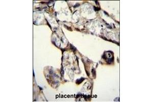 SASH1 Antibody (Center) (ABIN655510 and ABIN2845026) immunohistochemistry analysis in formalin fixed and paraffin embedded human placenta tissue followed by peroxidase conjugation of the secondary antibody and DAB staining. (SASH1 antibody  (AA 596-625))