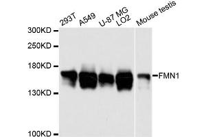 Western blot analysis of extracts of various cell lines, using FMN1 antibody. (FMN1 antibody)