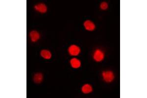 Immunofluorescent analysis of DBF4 staining in HepG2 cells. (DBF4 antibody  (N-Term))