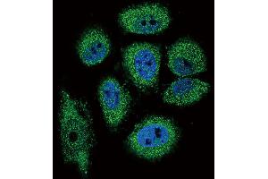 Confocal immunofluorescent analysis of RNASE3 Antibody with NCI-H460 cell followed by Alexa Fluor 488-conjugated goat anti-rabbit lgG (green). (RNASE3 antibody  (C-Term))