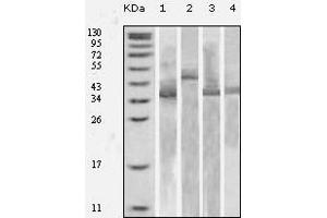 Western blot analysis using Trx mouse mAb against various fusion protein with Trx tag. (TXN antibody)