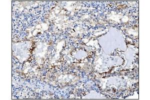 IHC analysis of PGP9. (UCHL1 antibody  (C-Term))