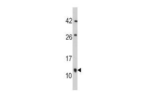 Western blot analysis of anti-FKBP1B Antibody (N-term E6) (ABIN392347 and ABIN2841986) in mouse cerebellum tissue lysates (35 μg/lane). (FKBP1B antibody  (N-Term))