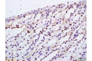 TBRG1 antibody  (AA 28-130)