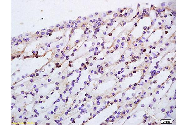 TBRG1 antibody  (AA 28-130)