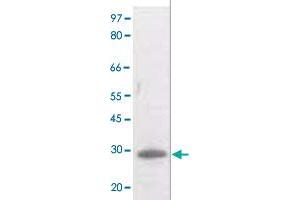 The whole cell lysate derived from UV treated Raji cell was separated in 10% SDS-PAGE, transferred onto NC membrane, and immunoblotted by BCL2 (phospho T129) polyclonal antibody  at 1 : 500. (Bcl-2 antibody  (pThr129))