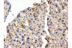 Anti- OPA1 Picoband antibody, IHC(P) IHC(P): Mouse Liver Tissue (OPA1 antibody  (C-Term))