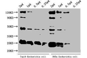 Western Blot Positive WB detected in: Top10 Escherichia coli lysate, DH5α Escherichia coli lysate All lanes: alaA antibody at 1:2000 Secondary Goat polyclonal to rabbit IgG at 1/50000 dilution Predicted band size: 46 kDa Observed band size: 46 kDa (ALAA (AA 1-405) antibody)
