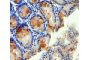 Used in DAB staining on fromalin fixed paraffin-embedded Intestine tissue (RETNLB antibody  (AA 24-105))