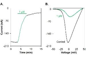 ω-Conotoxin MVIIC-ATTO Fluor-647N inhibits CaV2.