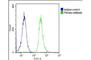 Overlay histogram showing A431 cells stained with (ABIN6243640 and ABIN6578866)(green line). (DNAJC3 antibody  (AA 189-223))