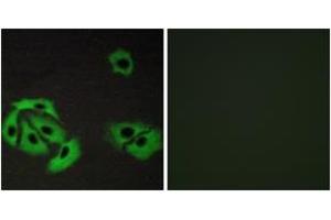 Immunofluorescence analysis of A549 cells, using BAX Antibody. (BAX antibody  (AA 80-129))