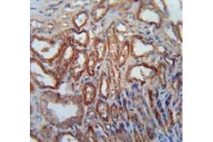 Immunohistochemistry analysis in human kidney tissue (Formalin-fixed, Paraffin-embedded) using MOSC1 Antibody , followed by peroxidase conjugated secondary antibody and DAB staining.