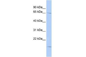 WB Suggested Anti-RANBP3 Antibody Titration: 0. (RanBP3 antibody  (N-Term))