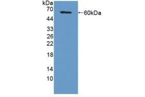 Detection of Recombinant MFAP2, Mouse using Polyclonal Antibody to Microfibrillar Associated Protein 2 (MFAP2) (MFAP2 antibody  (AA 32-178))