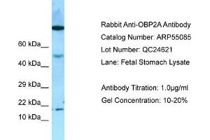 Western Blotting (WB) image for anti-Odorant Binding Protein 2A (OBP2A) (Middle Region) antibody (ABIN2786046) (OBP2A antibody  (Middle Region))