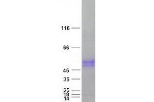 Validation with Western Blot (SLC30A10 Protein (Myc-DYKDDDDK Tag))