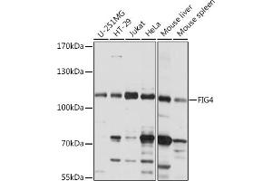 Western blot analysis of extracts of various cell lines, using FIG4 Rabbit pAb (ABIN7267203) at 1:1000 dilution.