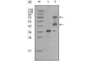 Western Blot showing RET antibody used against truncated RET recombinant protein (1) and RET (aa658-1063)-hIgGFc transfected CHO-K1 cell lysate (2). (Ret Proto-Oncogene antibody  (AA 896-1063))