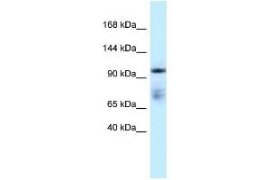 Western Blot showing MICAL1 antibody used at a concentration of 1 ug/ml against Placenta Lysate (MICAL1 antibody  (C-Term))