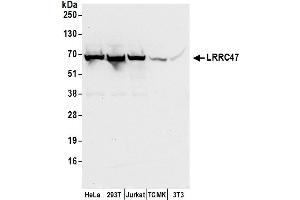 anti-Leucine Rich Repeat Containing 47 (LRRC47) (AA 533-583) antibody