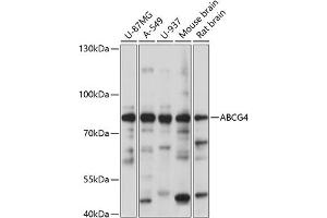 Western blot analysis of extracts of various cell lines, using  antibody (ABIN7265746) at 1:1000 dilution. (ABCG4 antibody  (AA 270-370))