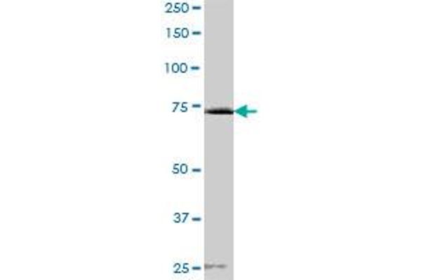 ACAP1 antibody  (AA 1-740)