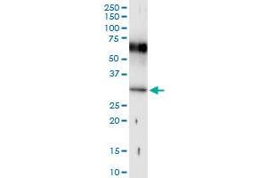 Immunoprecipitation of HOXB1 transfected lysate using anti-HOXB1 MaxPab rabbit polyclonal antibody and Protein A Magnetic Bead , and immunoblotted with HOXB1 MaxPab mouse polyclonal antibody (B01) . (HOXB1 antibody  (AA 1-235))