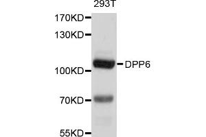 Western blot analysis of extracts of 293T cells, using DPP6 antibody (ABIN5997616) at 1/1000 dilution. (DPP6 antibody)