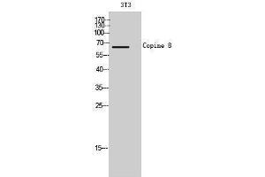 Western Blotting (WB) image for anti-Copine VIII (CPNE8) (N-Term) antibody (ABIN3174517) (CPNE8 antibody  (N-Term))