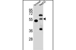 NOSTRIN Antibody (Center) (ABIN657754 and ABIN2846736) western blot analysis in mouse heart tissue and HepG2 cell line lysates (35 μg/lane). (NOSTRIN antibody  (AA 296-325))