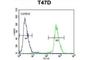 Flow cytometric analysis of T47D cells using NUP210 / GP210 Antibody (N-term) Cat. (NUP210 antibody  (N-Term))