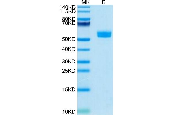 NCR3 Protein (AA 19-138) (Fc Tag)
