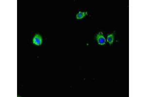 Immunofluorescent analysis of Hela cells using ABIN7177441 at dilution of 1:100 and Alexa Fluor 488-congugated AffiniPure Goat Anti-Rabbit IgG(H+L) (Mup6 antibody  (AA 19-180))