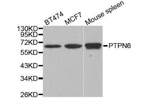Western blot analysis of extracts of various cell lines, using PTPN6 antibody. (SHP1 antibody  (AA 100-400))