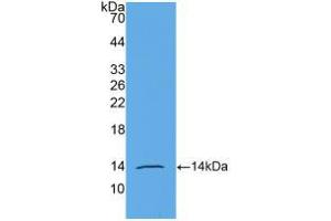 Western blot analysis of recombinant Human AMH. (AMH antibody  (AA 453-560))